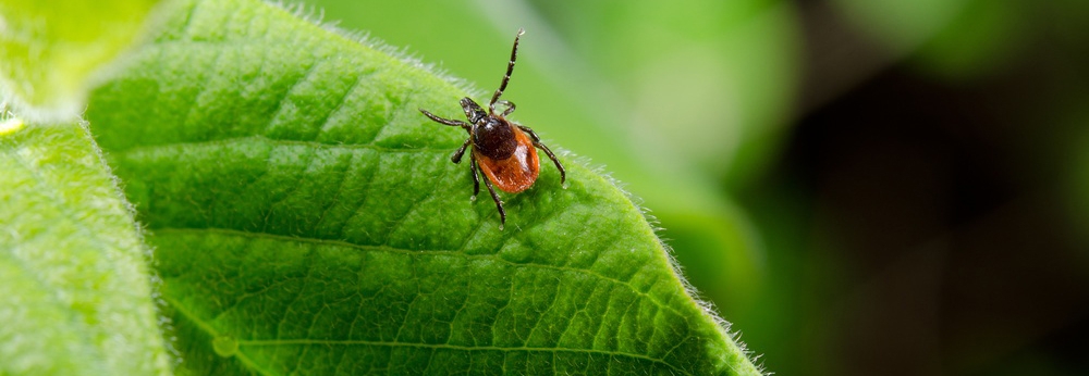 Осторожно, Клещ
